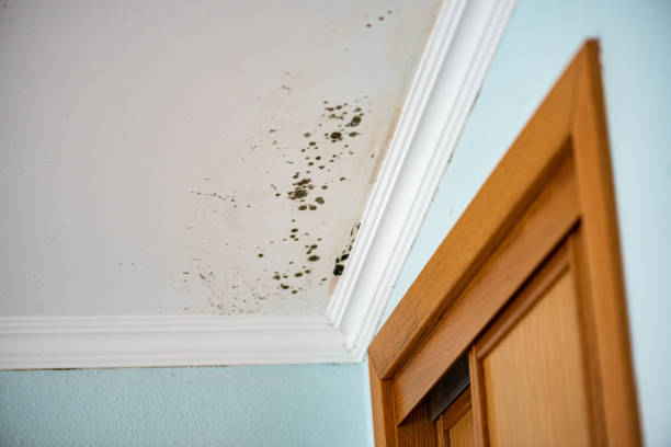Best Commercial Mold Removal  in Bloomer, WI