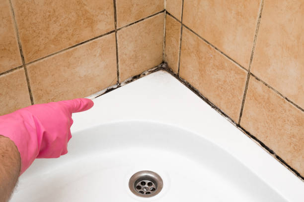 Best Black Mold Removal  in Bloomer, WI